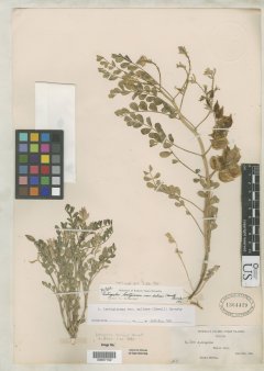http://collections.mnh.si.edu/search/botany/?irn=10084665