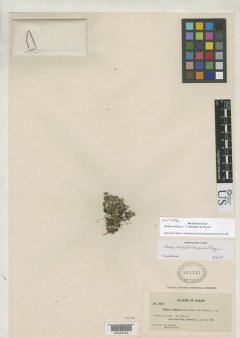 http://collections.mnh.si.edu/search/botany/?irn=2133421