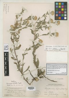 http://collections.mnh.si.edu/search/botany/?irn=2137621