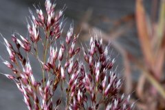 http://www.biopix.com/silver-hair-grass-aira-caryophyllea_photo-43333.aspx