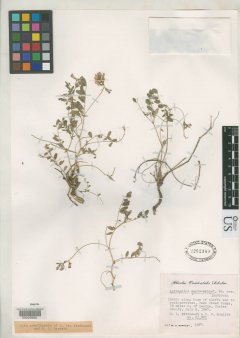 http://collections.mnh.si.edu/services/media.php?env=botany&irn=10050326