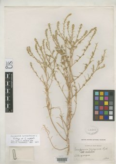 http://collections.mnh.si.edu/search/botany/?irn=2111781