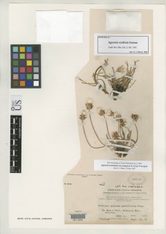 http://collections.mnh.si.edu/search/botany/?irn=2126394