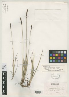http://collections.mnh.si.edu/search/botany/?irn=2124547