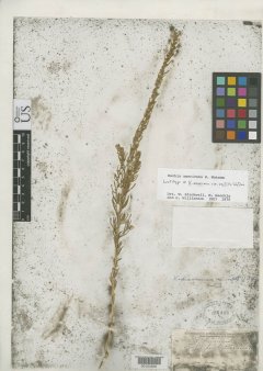 http://collections.mnh.si.edu/search/botany/?irn=2167323