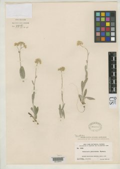 http://collections.mnh.si.edu/search/botany/?irn=2139957