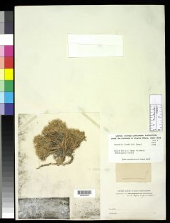 http://collections.mnh.si.edu/services/media.php?env=botany&irn=10213394