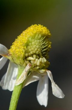 http://www.biopix.com/stinking-chamomile-anthemis-cotula_photo-106628.aspx
