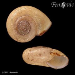 http://www.femorale.com/shellphotos/detail.asp?species=Ancotrema%20sportella%20(Gould,%201846)