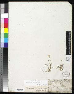 http://collections.mnh.si.edu/services/media.php?env=botany&irn=10281556