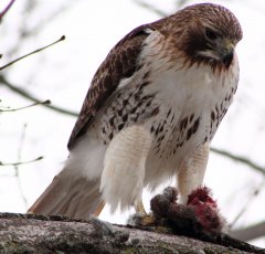 http://commons.wikimedia.org/wiki/File:Buteo_jamaicensis_-near_Philadelphia,_Pennsylvania,_USA_-eating_rabbit-8_(1).jpg