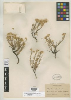 http://collections.mnh.si.edu/search/botany/?irn=10078425