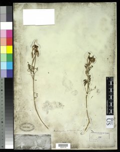 http://collections.mnh.si.edu/services/media.php?env=botany&irn=10211750