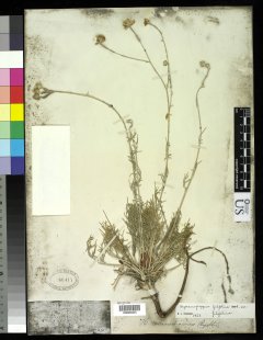 http://collections.mnh.si.edu/search/botany/?irn=10063800