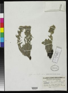 http://collections.mnh.si.edu/search/botany/?irn=2153074