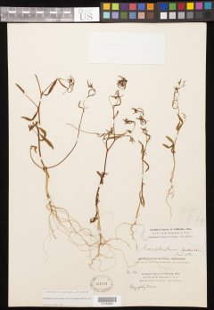 http://collections.mnh.si.edu/search/botany/?irn=10982736