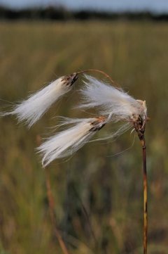 http://www.biopix.com/roth-slender-cottongrass-eriophorum-gracile_photo-72101.aspx