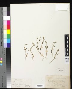 http://collections.mnh.si.edu/search/botany/?irn=10158658