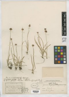 http://collections.mnh.si.edu/search/botany/?irn=10086465