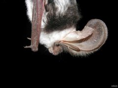 http://commons.wikimedia.org/wiki/File:Side_view_of_spotted_bat_-Euderma_maculatum-_by_Paul_Cryan.jpg