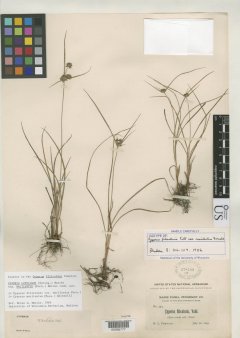 http://collections.mnh.si.edu/services/media.php?env=botany&irn=10130483