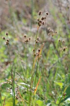 http://www.biopix.com/many-flowered-wood-rush-luzula-multiflora-ssp-multiflora_photo-105158.aspx