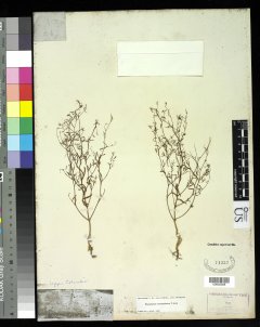 http://collections.mnh.si.edu/search/botany/?irn=10061630