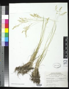http://collections.mnh.si.edu/services/media.php?env=botany&irn=10214307