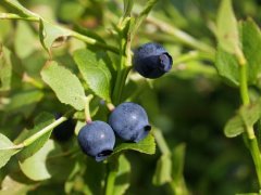 http://www.biopix.com/bilberry-vaccinium-myrtillus_photo-38546.aspx