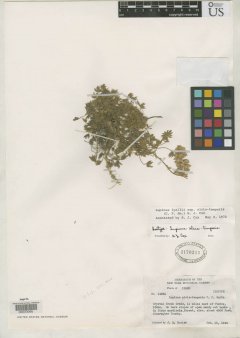 http://collections.mnh.si.edu/search/botany/?irn=2095513