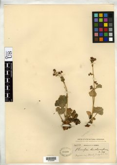 http://collections.mnh.si.edu/search/botany/?irn=10113440