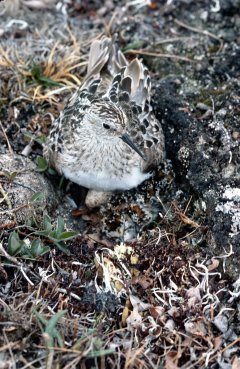 http://commons.wikimedia.org/wiki/File:Baird's_Sandpiper_on_Nest.jpg