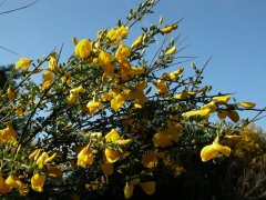 http://www.biopix.com/broom-cytisus-scoparius-ssp-scoparius_photo-11704.aspx