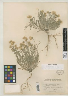 http://collections.mnh.si.edu/search/botany/?irn=2788971