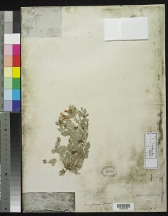 http://collections.mnh.si.edu/search/botany/?irn=10059718