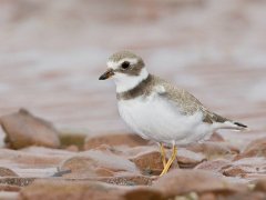 http://images.marinespecies.org/resized/39704_semipalmated-plover.jpg