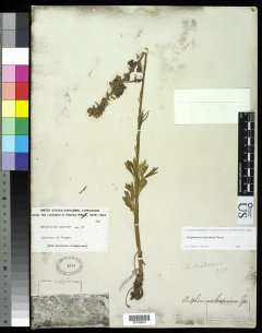 http://collections.mnh.si.edu/services/media.php?env=botany&irn=10213477