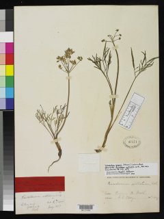 http://collections.mnh.si.edu/search/botany/?irn=2131849