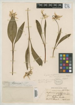 http://collections.mnh.si.edu/search/botany/?irn=2106335