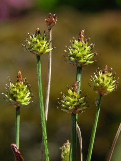 http://www.biopix.com/capitate-sedge-carex-capitata_photo-10927.aspx