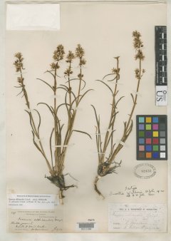 http://collections.mnh.si.edu/search/botany/?irn=2086434