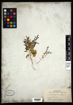 http://collections.mnh.si.edu/search/botany/?irn=10597378