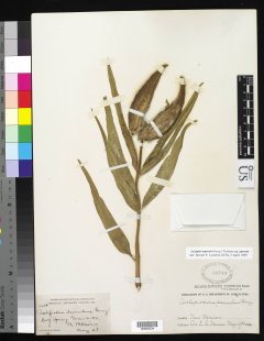 http://collections.mnh.si.edu/search/botany/?irn=10173800