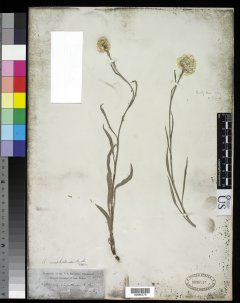 http://collections.mnh.si.edu/services/media.php?env=botany&irn=10215532