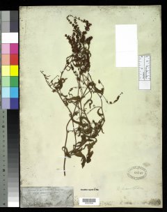 http://collections.mnh.si.edu/search/botany/?irn=10057825