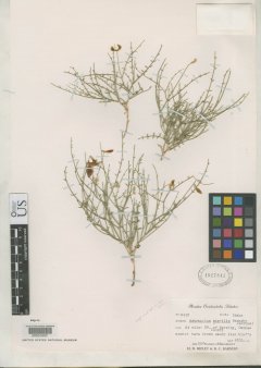 http://collections.mnh.si.edu/search/botany/?irn=2158646