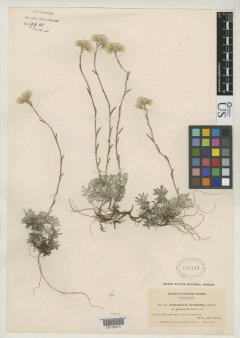 http://collections.mnh.si.edu/search/botany/?irn=2086226