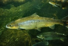 http://www.biopix.com/atlantic-salmon-salmo-salar_photo-41981.aspx
