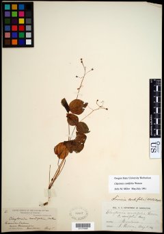 http://collections.mnh.si.edu/search/botany/?irn=10662381