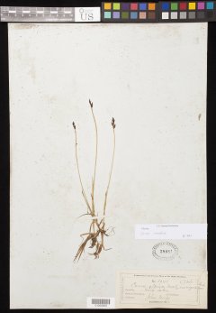 http://collections.mnh.si.edu/search/botany/?irn=11075017